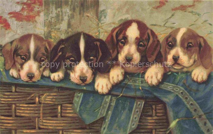 HUNDE dogs chiens-- Welpen Wenau Delila