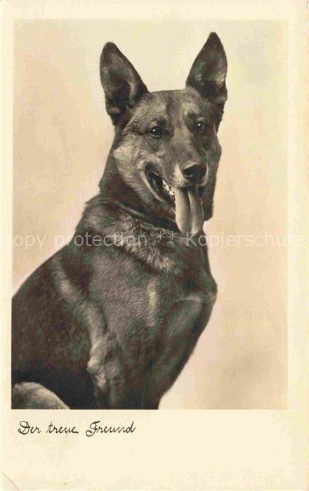 Shepard Schaeferhund Deutscher German allemand-- Der treue Freund