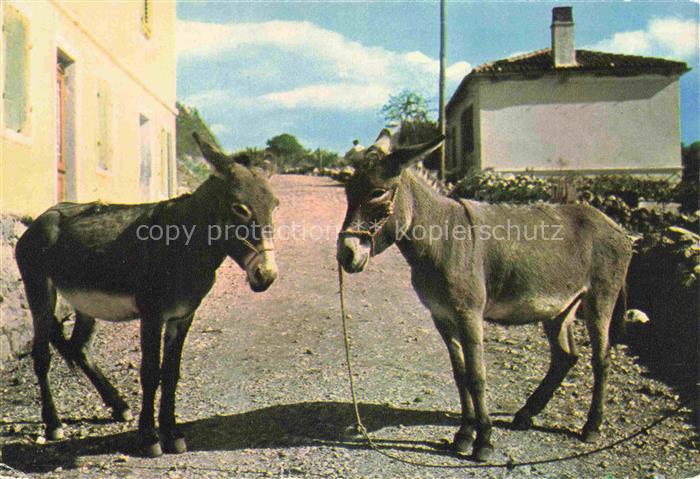 Esel Donkey Ane Burro Asno Asino-- Opatija