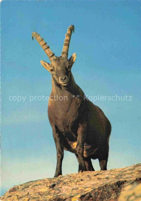 Steinbock Capricorn Capricorne Capricornio-- Alpen
