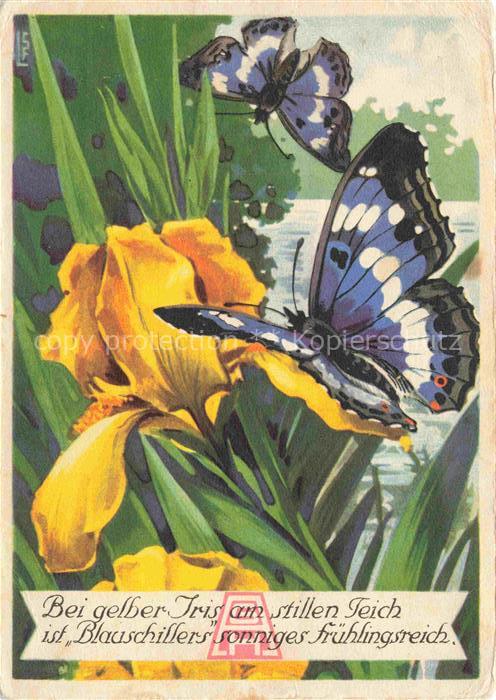 Schmetterlinge Butterflies-- Gebr. Hartmann Drucksache Isis