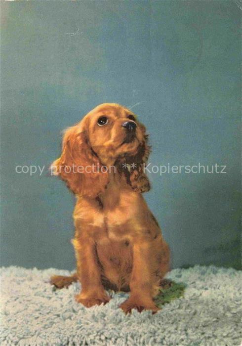 Cocker Spaniel HUNDE dogs chiens--