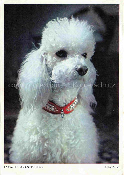 HUNDE dogs chiens-- Pudel Weiss