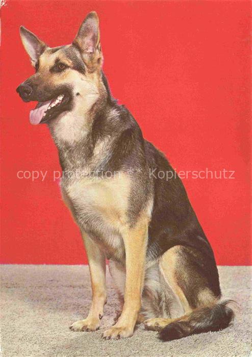 Shepard Schaeferhund Deutscher German allemand--