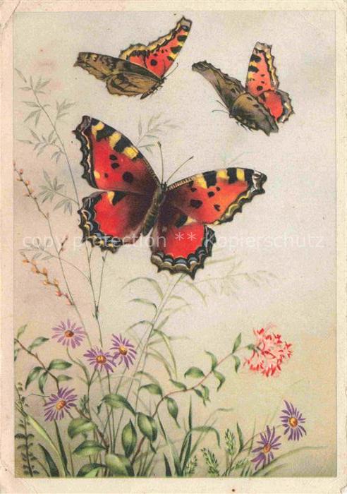 Schmetterlinge Butterflies-- Bluemen
