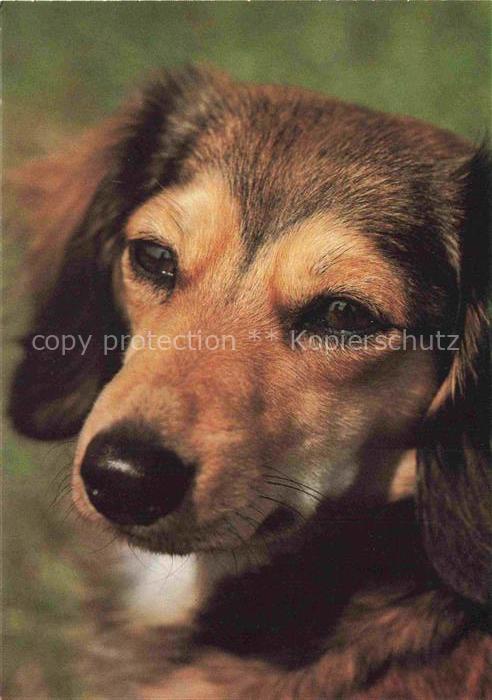 HUNDE dogs chiens-- Zwergdackel Foto Greulich