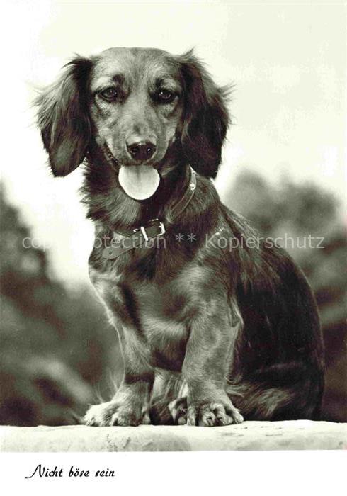 Dackel Dachshund Teckel Hunde dogs Chiens Cani