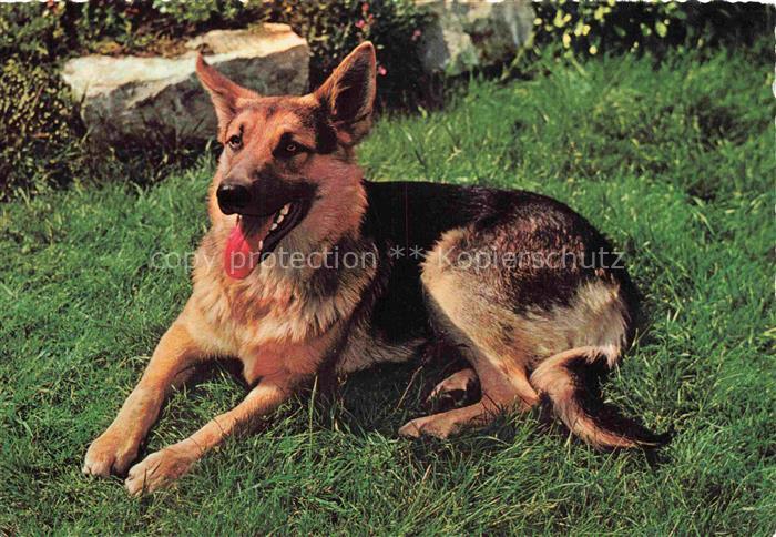 Shepard Schaeferhund Deutscher German allemand--