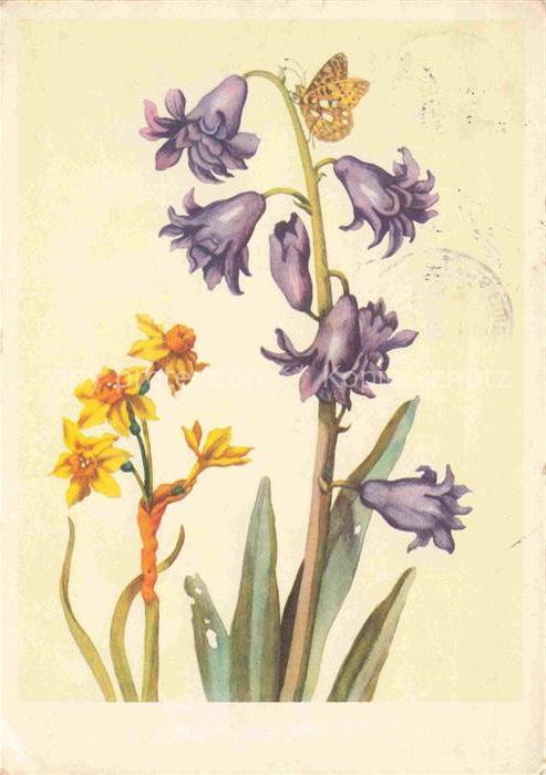 MERIAN Maria Sibylla Kuenstlerkarte Gefuellbluehende Hyarzinthe Jonquille