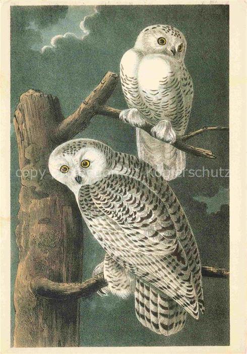 Eule Owl Hibou Chouette-- Snowy Owl