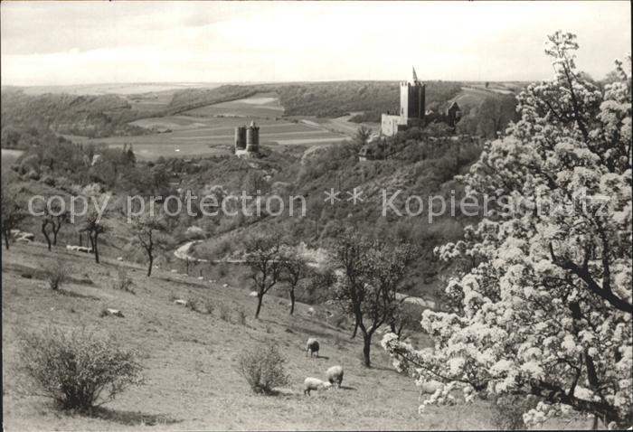 Bad Koesen Rudelsburg und Burg Saaleck Baumbluete Schafe