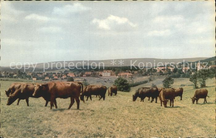 St Andreasberg Harz Harzer Damenkapelle Kuehe Luftkurort