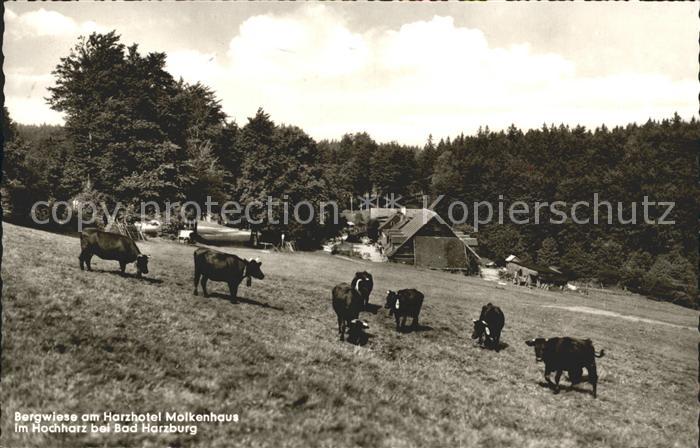 Bad Harzburg Bergwiese am Harzhotel Molkenhaus Kuehe