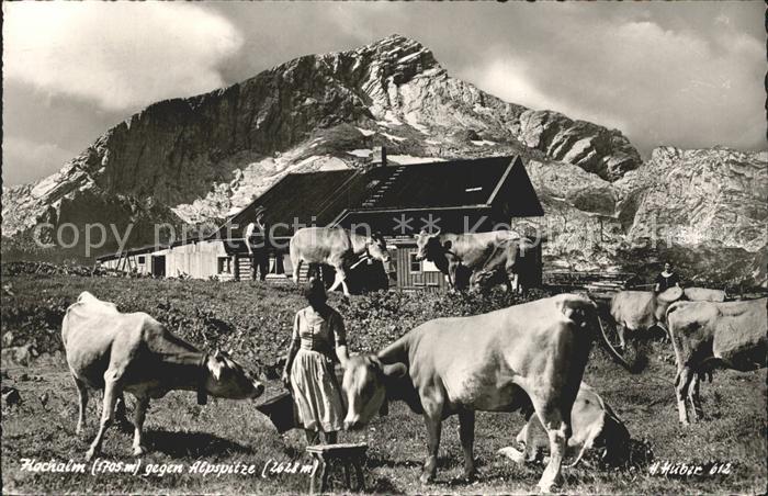 Kreuzeck Hochalm gegen Alpspitze Almwiese Kuehe Bergbauern
