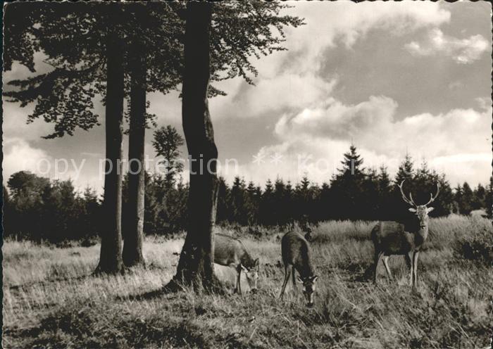 Dassel Solling Wild Hirsch Reh Waldpartie