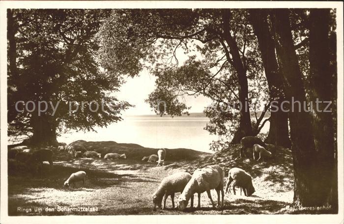 Scharmuetzelsee Seeblick Schafherde