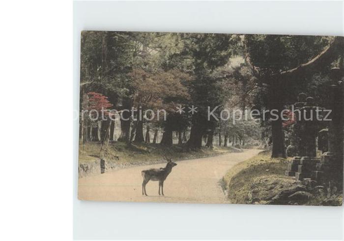 Japan Hirsch Strasse