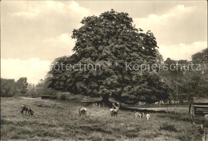 Putbus Ruegen Wildpark