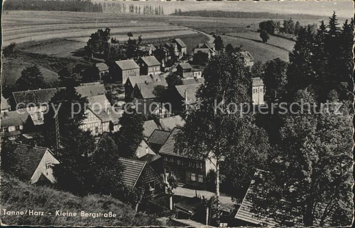 Tanne Harz Kleine Bergstrasse