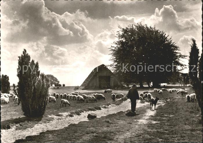 Wilsede Lueneburger Heide alter Schafstall mit Schafen