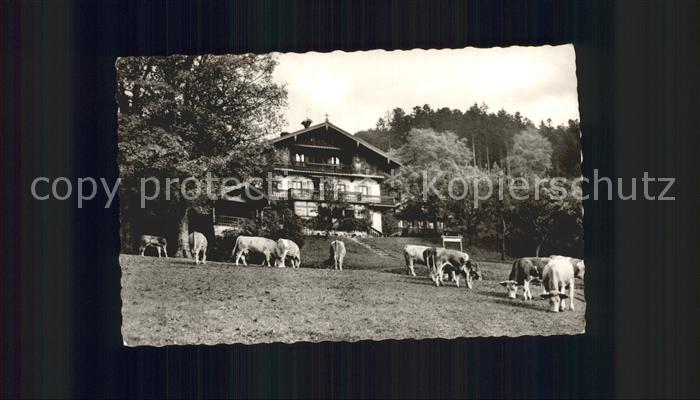 St Quirin Unterbuchberg Kuehe Tegernsee