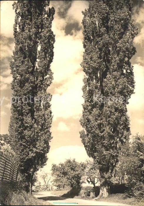 Siegen Westfalen Pappeln am Weg