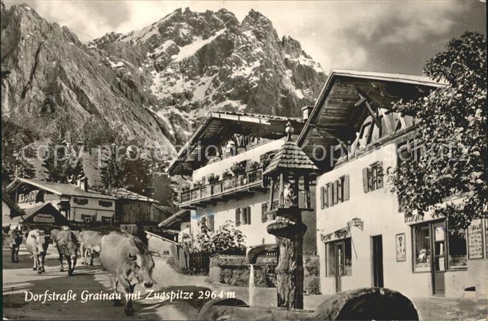 Grainau Zugspitze Dorf Kuehe