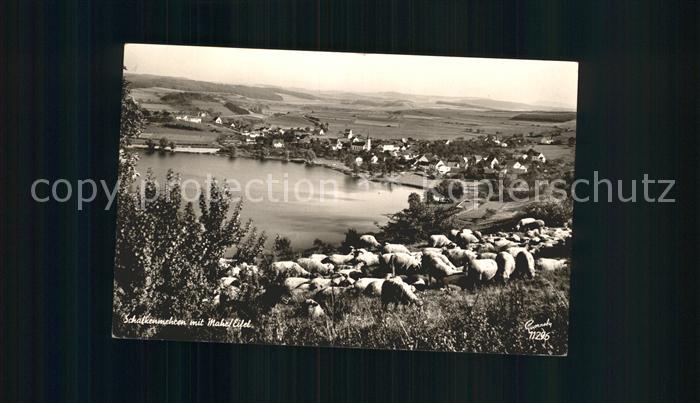 Schalkenmehren Maar Schafe