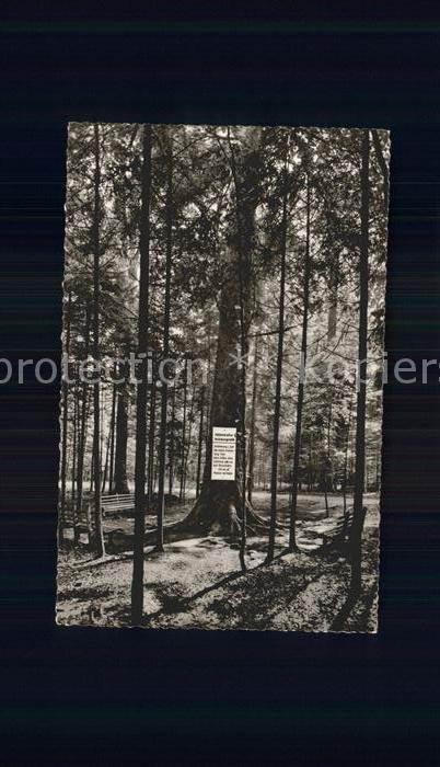 Baeume Trees Tanne Herzogsweiler-Kälberbronn Schwarz