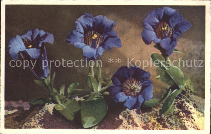 Blumen Stengelloser Enzian Gentiana acualis