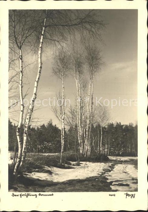 Foto Popp Nr. 4602 Der Frühling kommt