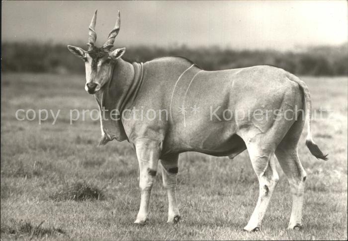 Tiere Elenantilope