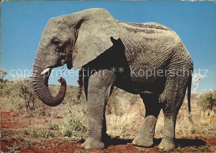 Elefant