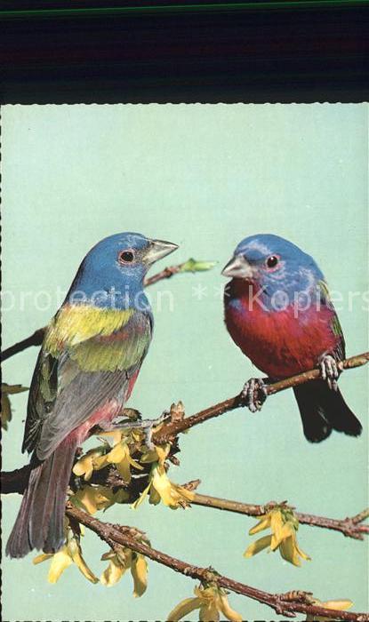 Voegel Birds Oiseaux Uccelli Pajaros-- Passerina ciris