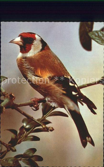 Voegel Birds Oiseaux Uccelli Pajaros-- Stieglitz Distelfink