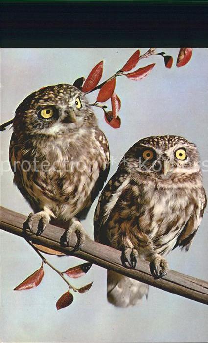 Voegel Birds Oiseaux Uccelli Pajaros-- Athene noctua