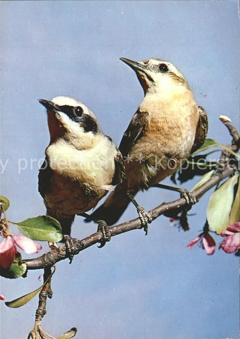 Voegel Birds Oiseaux Uccelli Pajaros-- Oenanthe oenanthe Steinschmaetzer