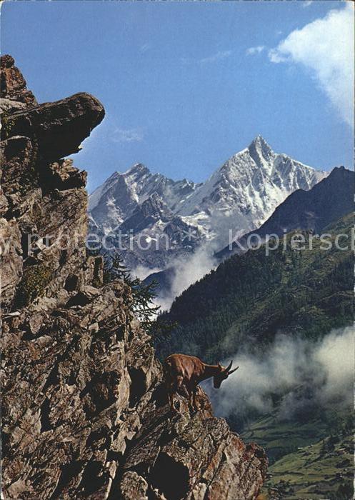 Steinbock Bouquetin Ibex Stambecco