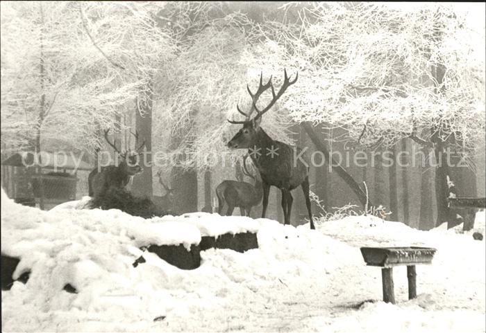Hirsch Wildfuetterung Harz