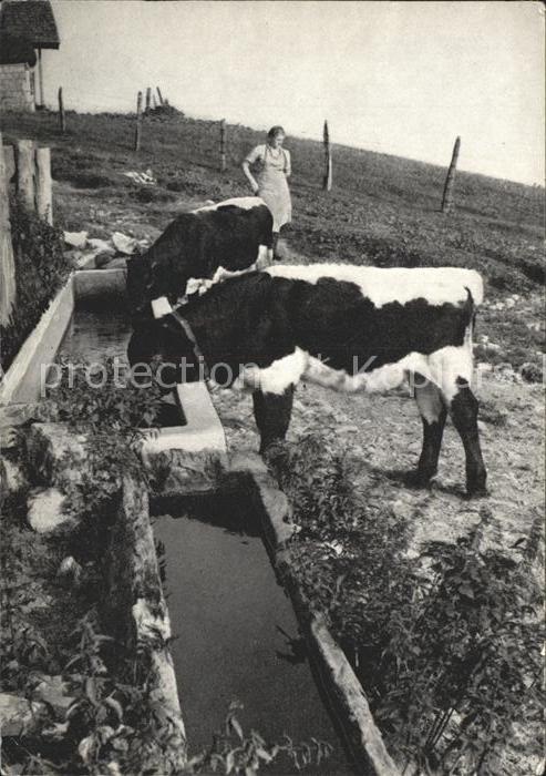 Kuehe Viehtraenke Vordertrattbergalmen
