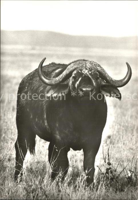 Bueffel Afrikanischer Bueffel