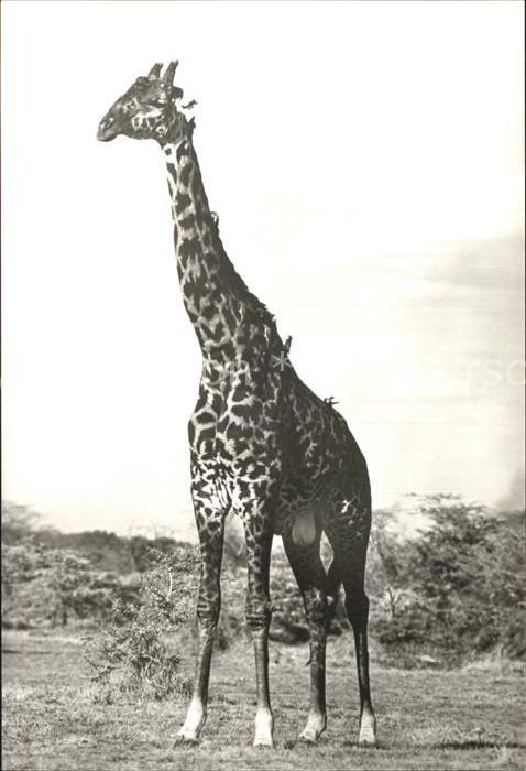 Giraffe Masai-Giraffenbulle