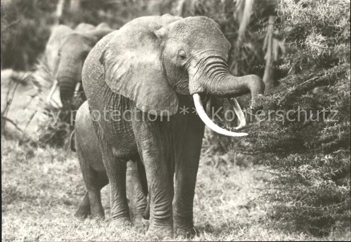 Elefant Afrikanische Steppenelefanten