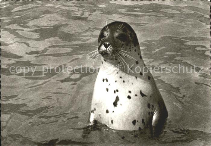 Seehunde Robben Insel Sylt