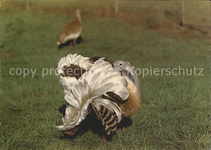 Gefluegel Grosstrappe Tierpark Berlin