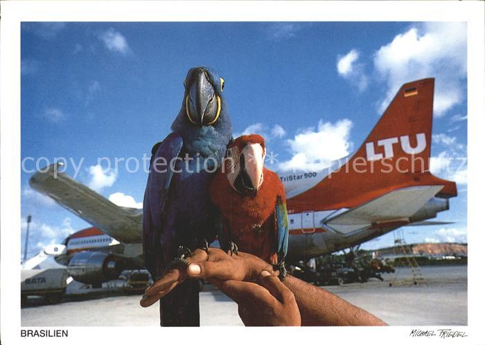 Papagei Arara Flugzeug LTU Tristar L-1011-500 A
