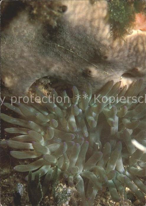 Meerestiere Seeanemone Goldrose Condylactis aurantiaca