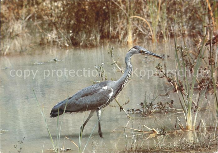 Voegel Birds Oiseaux Uccelli Pajaros-- Graureiher