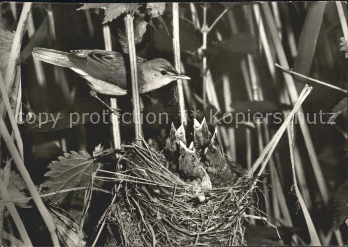 Voegel Birds Oiseaux Uccelli Pajaros-- Sumpfrohrsaenger