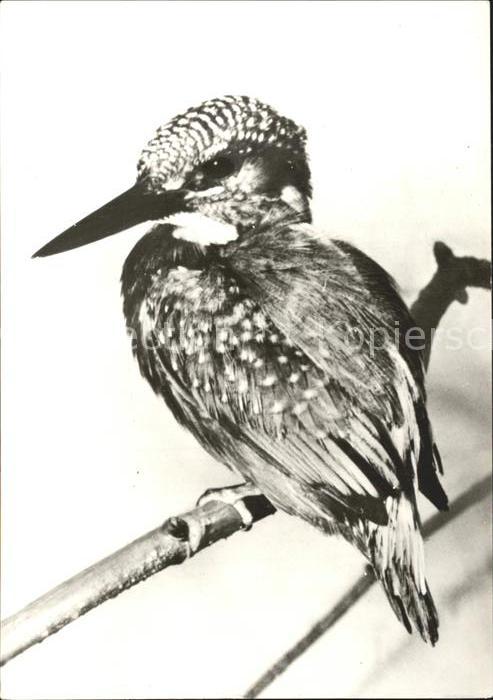 Voegel Birds Oiseaux Uccelli Pajaros-- Eisvogel